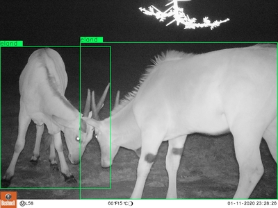 Camera trap image